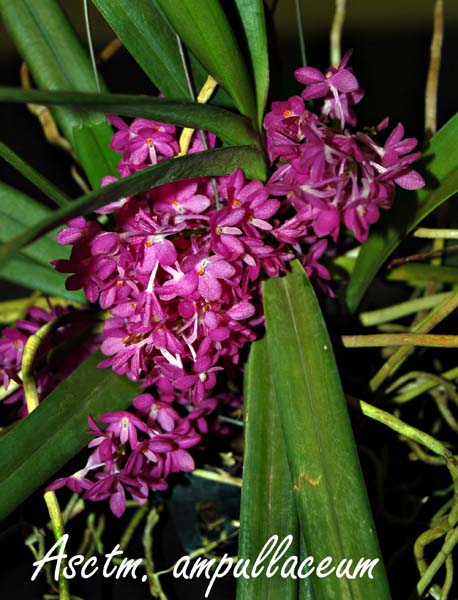 Asctm. ampullaceum_3091