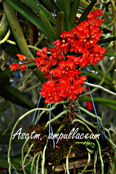 Asctm. ampullaceum_7830