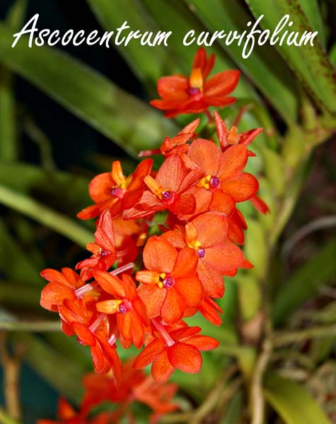 Asctm. curvifolium_3612