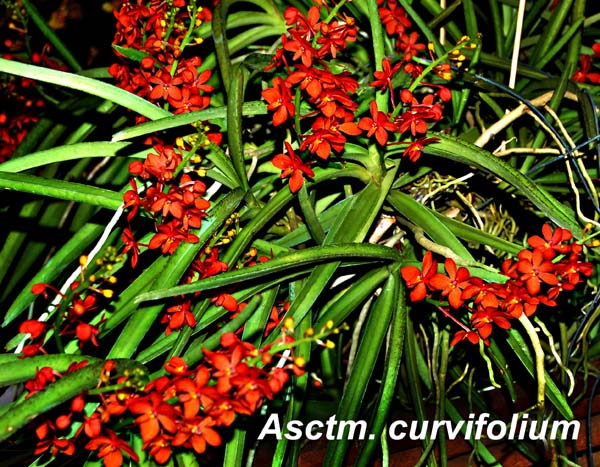 Asctm. curvifolium_9901
