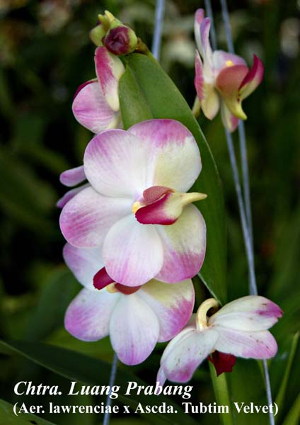 Chtra. Luang Prabang (Aer. lawrenciae x Ascda. Tubtim Velvet)_6734