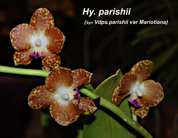 Hy. parishii_9907