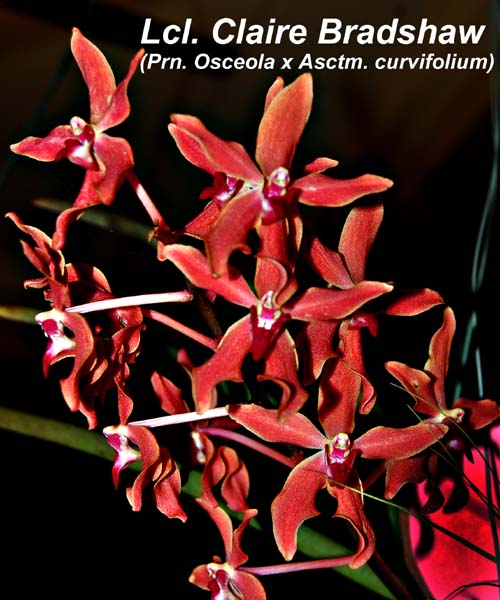 Lcl. Claire Bradshaw (Prn. Osceola x Asctm. curvifolium)_0924
