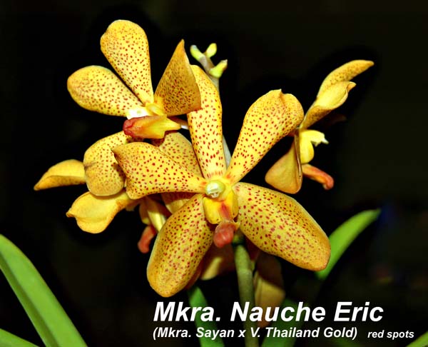 Mkra. Nauche Eric_3400