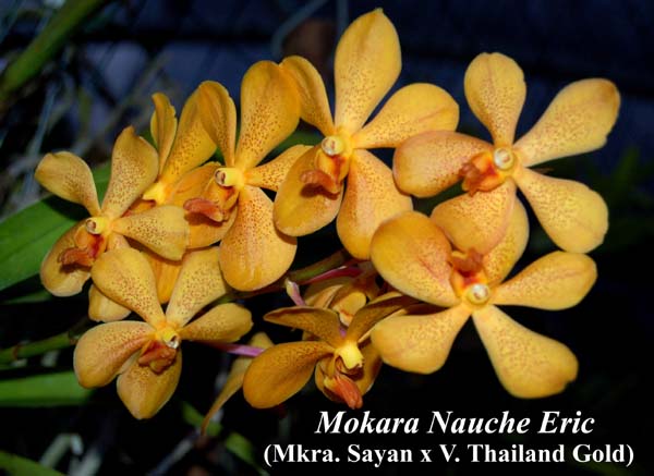 Mkra. Nauchie Eric (Mkra. Sayan x V. Thailand Gold)_5575