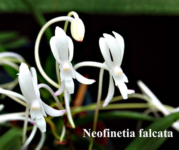 Neofinetia falcata_0546