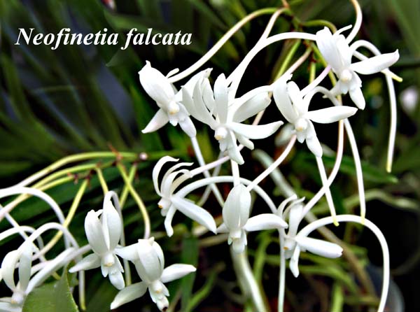 Neofinetia falcata_0576