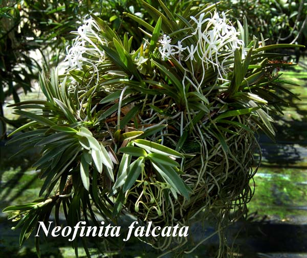 Neofinita falcata_8054