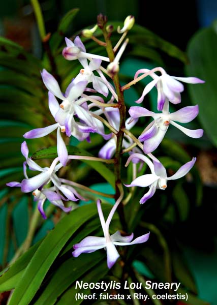 Neostylis Lou Sneary_6015
