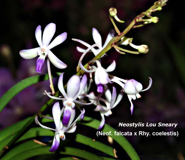 Neostylis Lou Sneary_8633