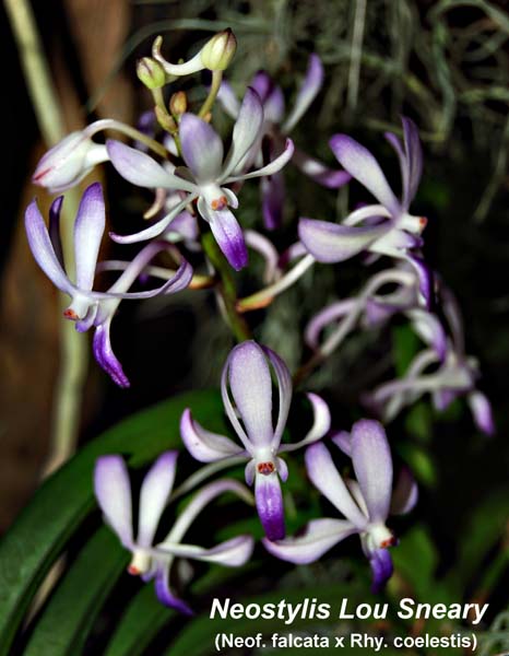 Neostylis Lou Sneary_8881