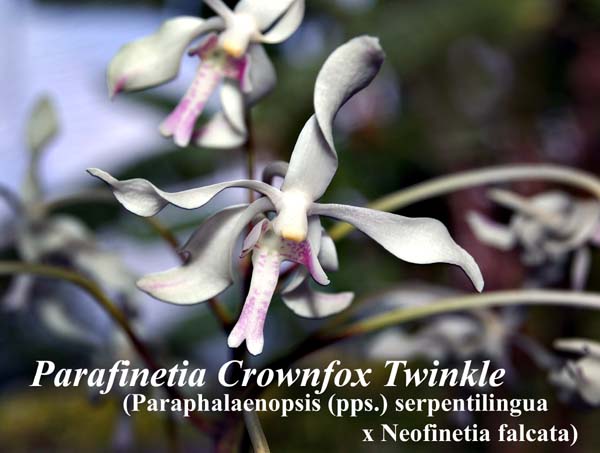 Parafinetia Crownfox Twinkle_6094