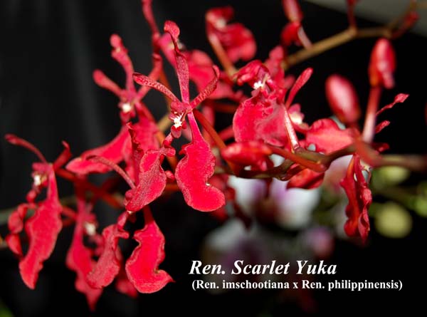 Ren. Scarlet Yuka (Ren. imschootiana x Ren. philippinensis)_5385