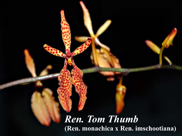 Ren. Tom Thumb (Ren. monachica x Ren. imschootiana)_7289