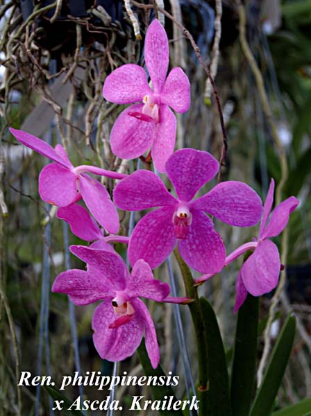 Ren. philippinensis x Ascda. Krailerk_6513