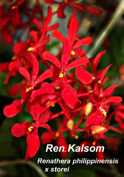 Ren. philippinensis x storei_5958