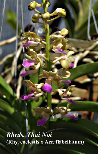Rhrds. Thai Noi (Rhy. coelestis x Aer. flabellatum)_3789