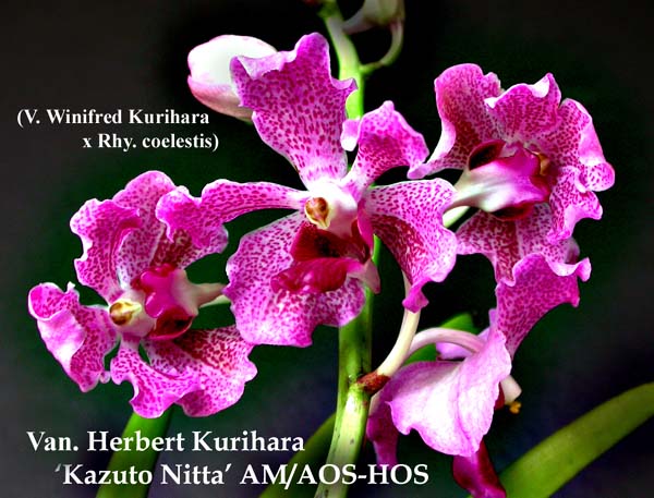 Rhv. Herbert Kurihara  AM_AOS-HOS 2539