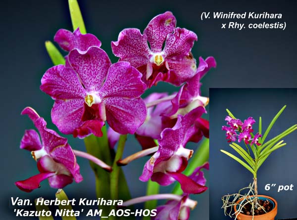Rhv. Herbert Kurihara  AM_AOS-HOS_3989
