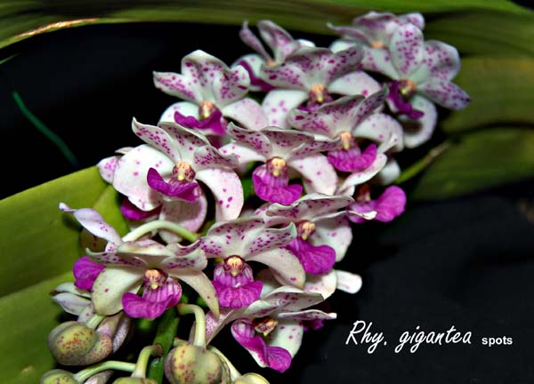 Rhy. giganta (spots)_5716