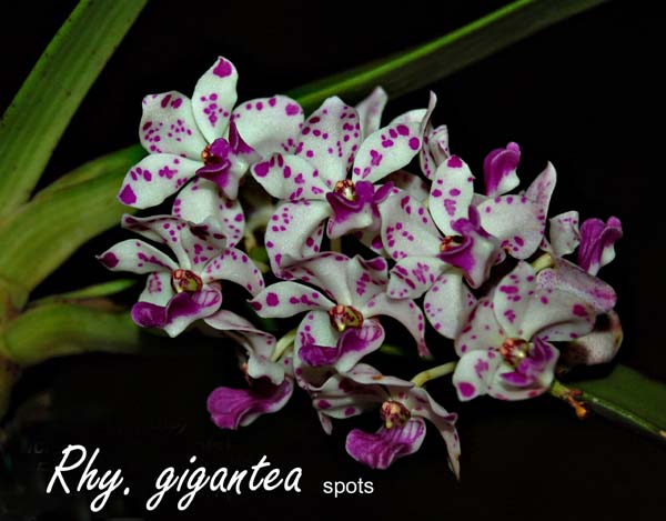 Rhy. gigantea (spots)_5859