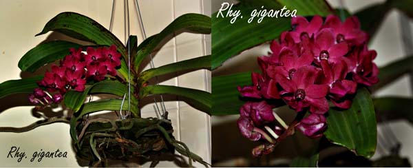 Rhy. gigantea
