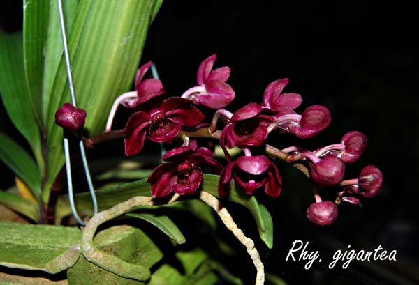Rhy. gigantea_8713