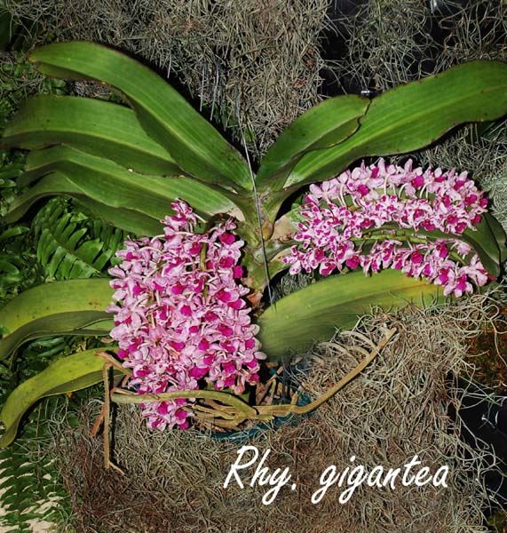 Rhy. gigantea_8903