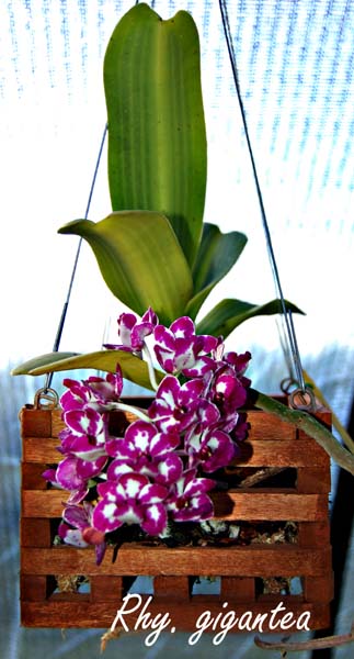 Rhy. gigantia_8467