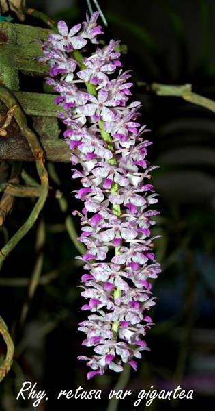 Rhy. retusa var gigantea_6023