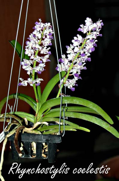 Rhynchostylis coelestis_6283