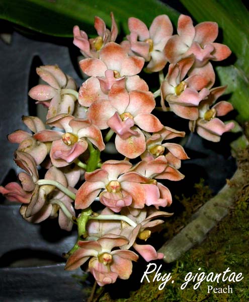 Rhyncostylis gigantae 'Peach'  4140