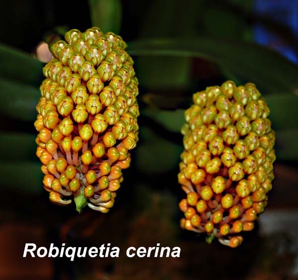 Robiquetia cerina_0007