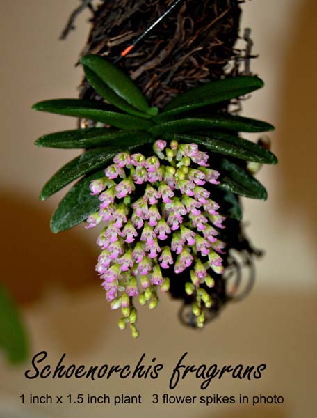 Schoenorchis (Sns.) fragrans_3918