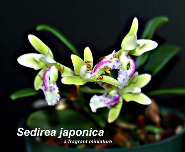 Sedirea japonica_0221
