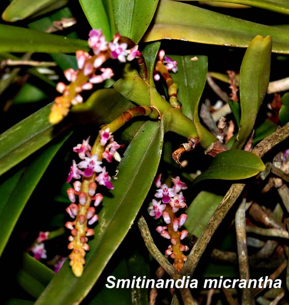 Smitinandia micrantha_0336