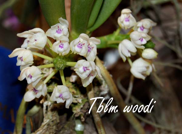 Tblm. woodi_2628