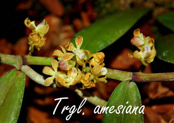 Trgl. amesiana_5383