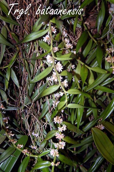 Trgl. bataanensis_7517