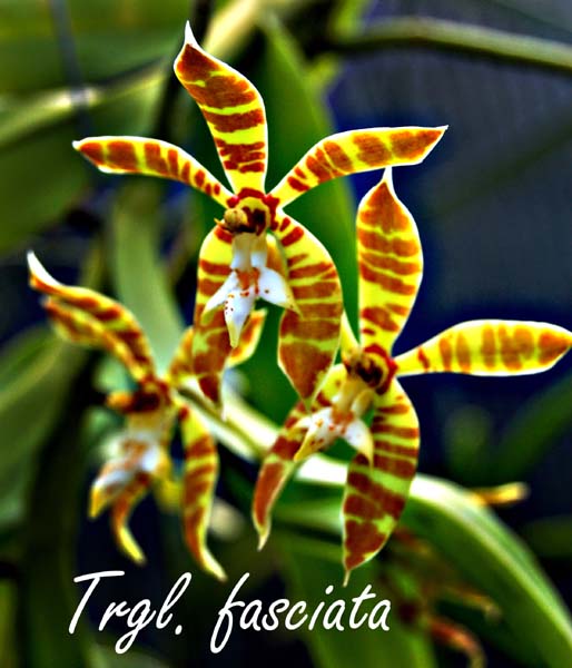 Trgl. fasciata_8095