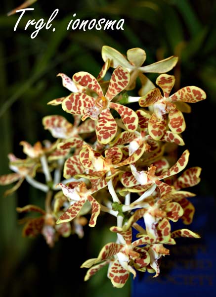 Trgl. ionosma 7404