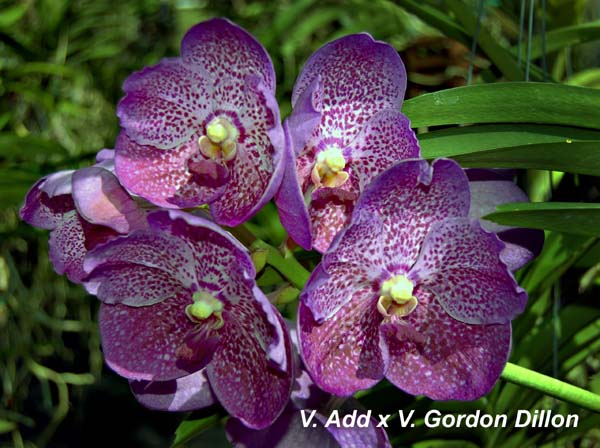 V. Add x V. Gordon Dillon_4165