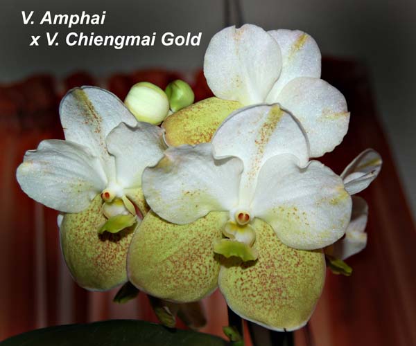 V. Amphai  x V. Chiengmai Gold_4097