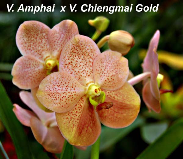 V. Amphai  x V. Chiengmai Gold_4846