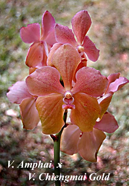 V. Amphai  x V. Chiengmai Gold_6866
