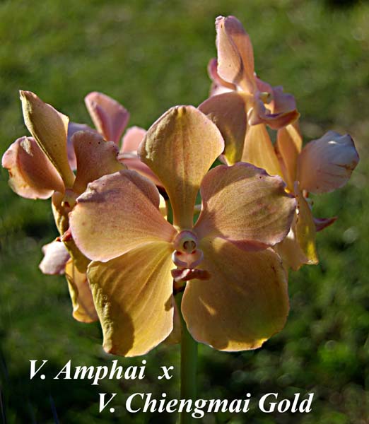 V. Amphai  x V. Chiengmai Gold_6887