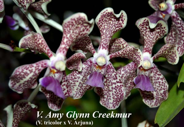 V. Amy Glynn Creekmur (V. tricolor x V. Arjuna)_6019
