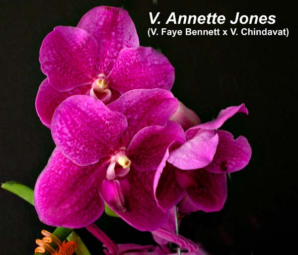V. Annette Jones 1480