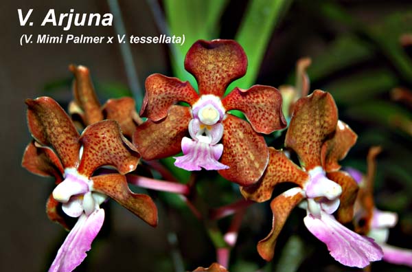 V. Arjuna_4402