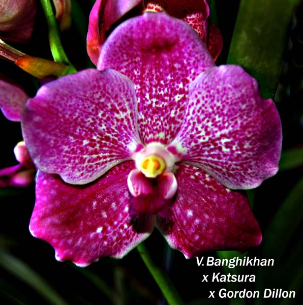 V. Banghikhan x Katsura x Gordon Dillon_5490